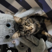 Norwegian Forest, Kedi  Asil fotoğrafı