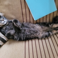 Norwegian Forest, Kedi  Asil fotoğrafı