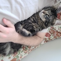 Norwegian Forest, Kedi  Asil fotoğrafı
