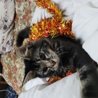 Norwegian Forest, Kedi  Asil fotoğrafı