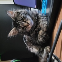 Norwegian Forest, Kedi  Asil fotoğrafı