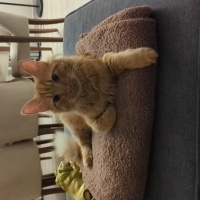 Sarman, Kedi  Tarcin fotoğrafı