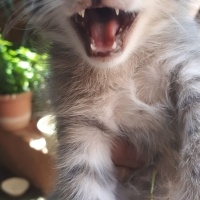 Sarman, Kedi  Tarcin fotoğrafı
