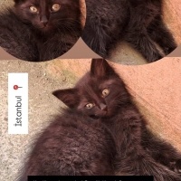 Sarman, Kedi  Tarcin fotoğrafı