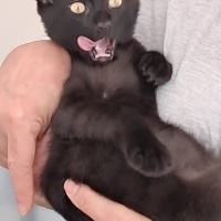Sarman, Kedi  Tarcin fotoğrafı