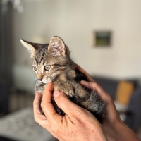 Sarman, Kedi  Tarcin fotoğrafı
