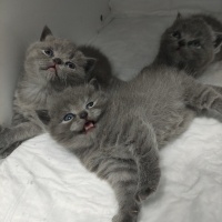 British Shorthair, Kedi  Duman fotoğrafı