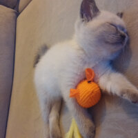 British Shorthair, Kedi  Şans fotoğrafı