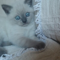 British Shorthair, Kedi  Şans fotoğrafı