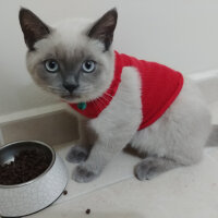 British Shorthair, Kedi  Şans fotoğrafı