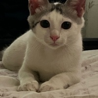Tekir Kedi, Kedi  Murph fotoğrafı