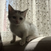 Tekir Kedi, Kedi  Murph fotoğrafı