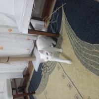 Ankara Kedisi, Kedi  Linda fotoğrafı