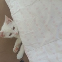 Ankara Kedisi, Kedi  Linda fotoğrafı