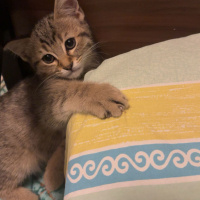 Tekir Kedi, Kedi  Minik fotoğrafı