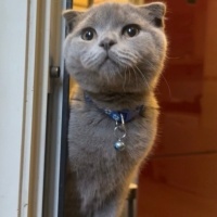 Tekir Kedi, Kedi  Minik fotoğrafı