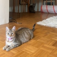 Tekir Kedi, Kedi  Minik fotoğrafı