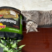 British Shorthair, Kedi  Ajan hapşırık fotoğrafı