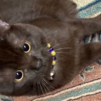British Longhair, Kedi  Osman fotoğrafı