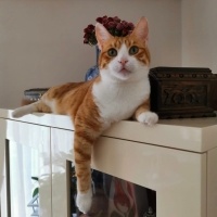 Sarman, Kedi  Binnaz fotoğrafı