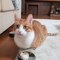 Sarman, Kedi  Binnaz fotoğrafı