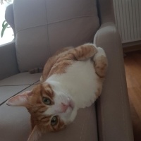 Sarman, Kedi  Binnaz fotoğrafı