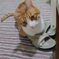 Sarman, Kedi  Binnaz fotoğrafı