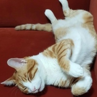 Sarman, Kedi  Binnaz fotoğrafı
