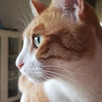 Sarman, Kedi  Binnaz fotoğrafı