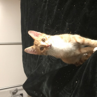 Tekir Kedi, Kedi  Tarçın fotoğrafı