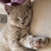 British Shorthair, Kedi  Duman fotoğrafı