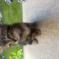 Tekir Kedi, Kedi  Boncuk fotoğrafı