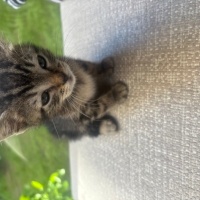 Tekir Kedi, Kedi  Boncuk fotoğrafı
