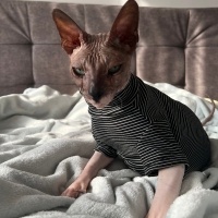 Sphynx, Kedi  Zeus fotoğrafı