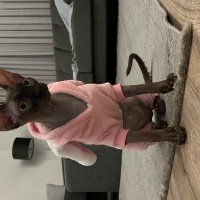 Sphynx, Kedi  Afrodit fotoğrafı