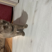 British Shorthair, Kedi  Yok fotoğrafı