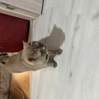 British Shorthair, Kedi  Yok fotoğrafı