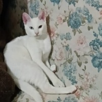 Van Kedisi, Kedi  Rıfkı fotoğrafı