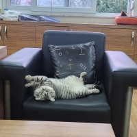 British Shorthair, Kedi  Pars fotoğrafı
