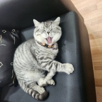 British Shorthair, Kedi  Pars fotoğrafı