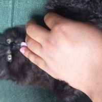 British Longhair, Kedi  Gece fotoğrafı