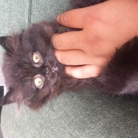 British Longhair, Kedi  Gece fotoğrafı