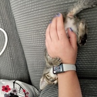 Tekir Kedi, Kedi  Khajiit fotoğrafı