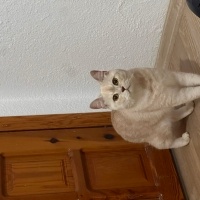 British Shorthair, Kedi  Tarçın fotoğrafı