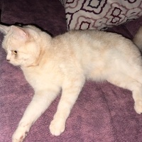 British Shorthair, Kedi  Tarçın fotoğrafı
