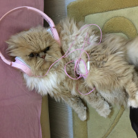 İran Kedisi (Persian), Kedi  Duman fotoğrafı