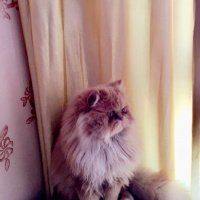 İran Kedisi (Persian), Kedi  Duman fotoğrafı