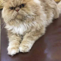 İran Kedisi (Persian), Kedi  Duman fotoğrafı