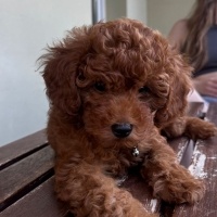 Poodle(Standart Kaniş), Köpek  LEO fotoğrafı