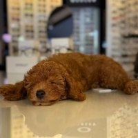 Poodle(Standart Kaniş), Köpek  LEO fotoğrafı